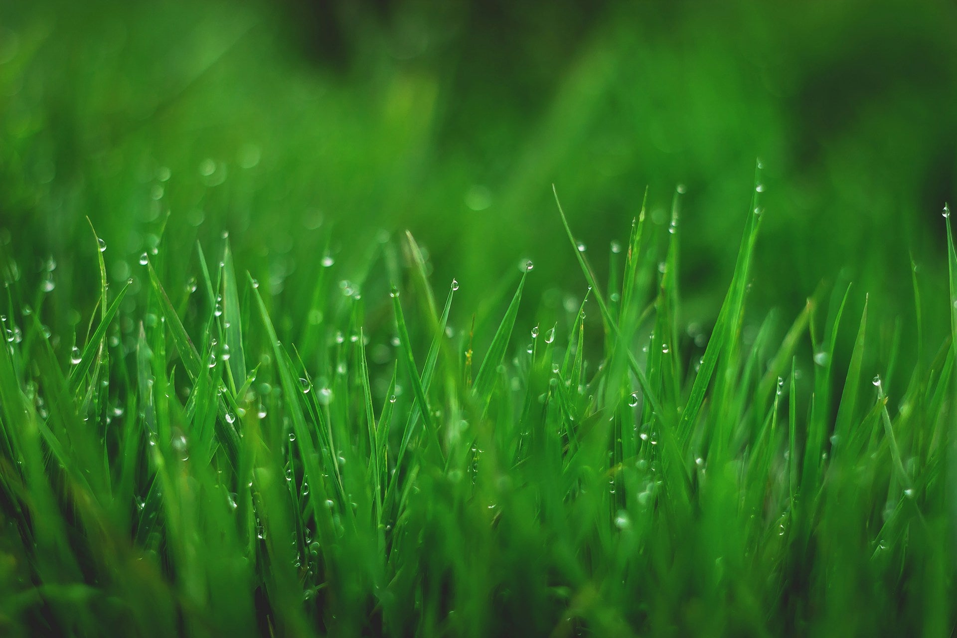close of grass during rain in a golf field